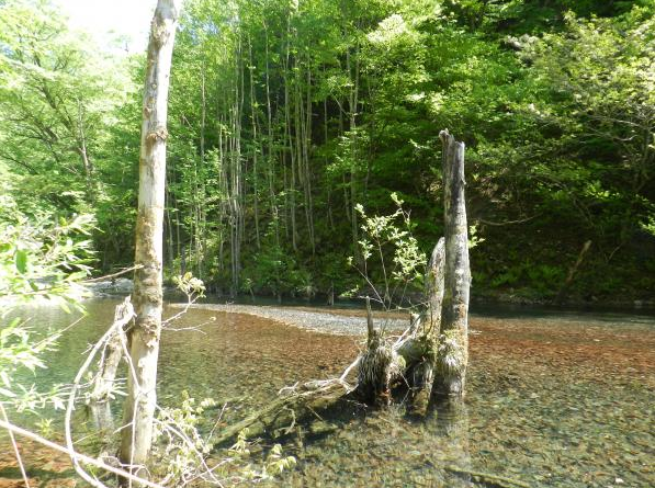 枯れ木も山のにぎわい